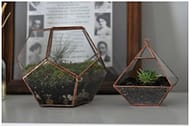 terrarium2